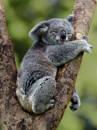 超级职员左江内氏